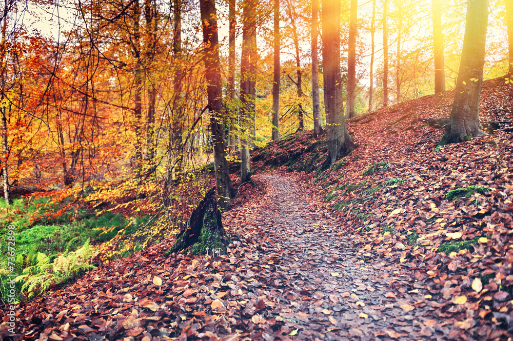 Autumn landscape with forest path