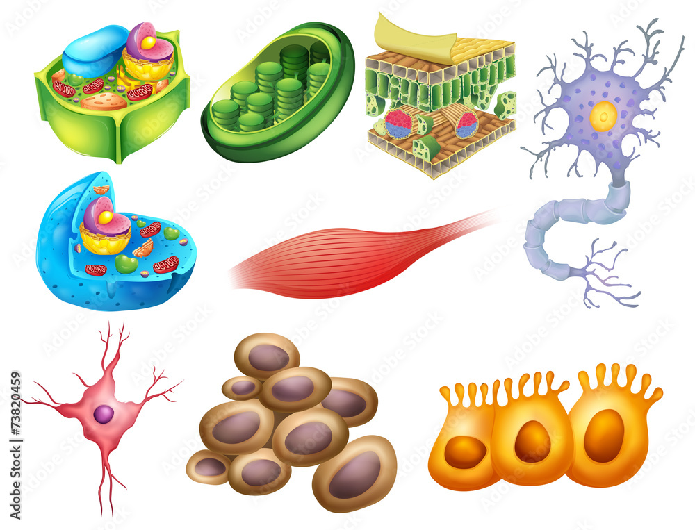 Different biology cells