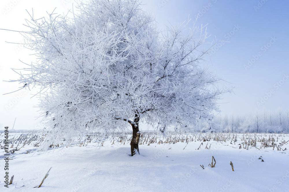 霜中树木，雪中景观