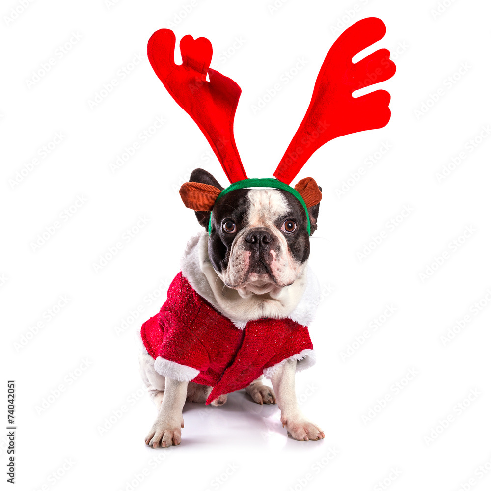 French bulldog dressed as reindeer Rudolph over white