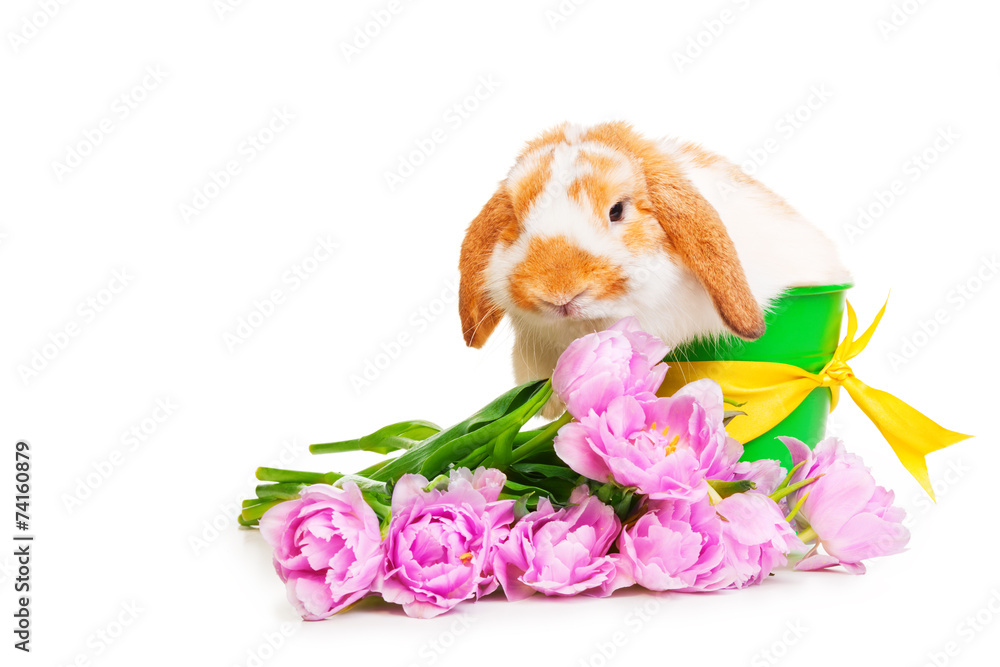 Beautiful rabbit with flowers on white background