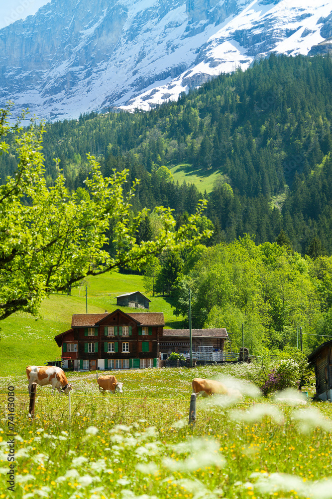 阿尔卑斯山背景