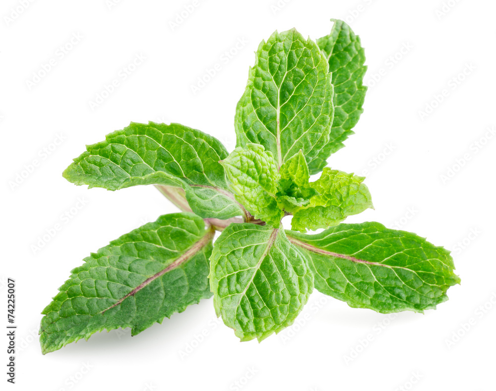 Fresh mint isolated on white background