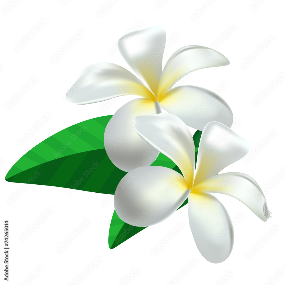 Frangipani