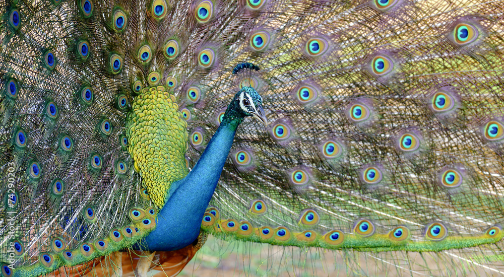 Peacock