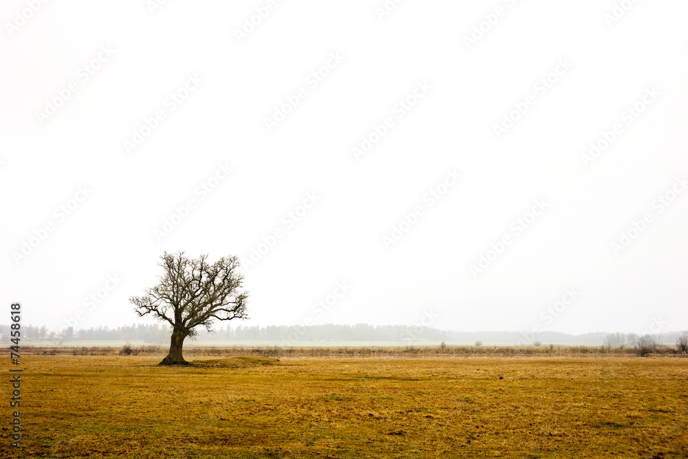 oak tree in rural landscape