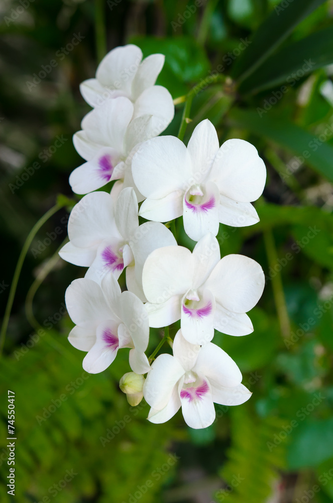 美丽兰花特写