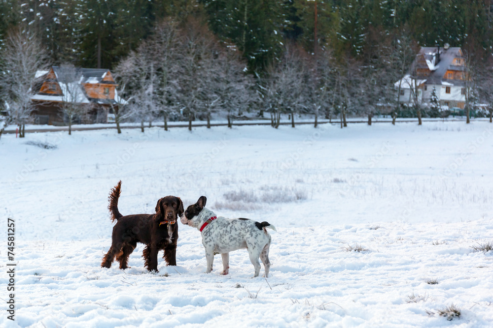 法国斗牛犬和西班牙猎犬在雪地上玩耍