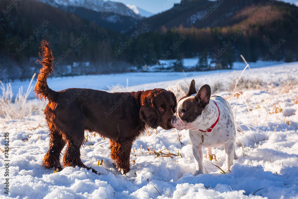 法国斗牛犬和西班牙猎犬在雪地上玩耍