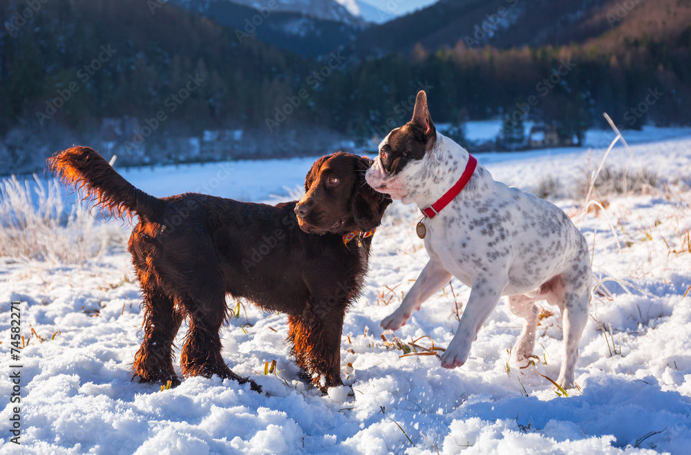 法国斗牛犬和西班牙猎犬在雪地上玩耍