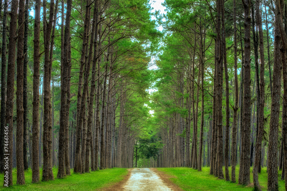 Pine Agroforestry