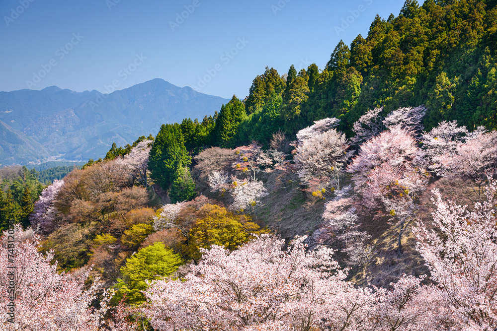 日本奈良的春天景观