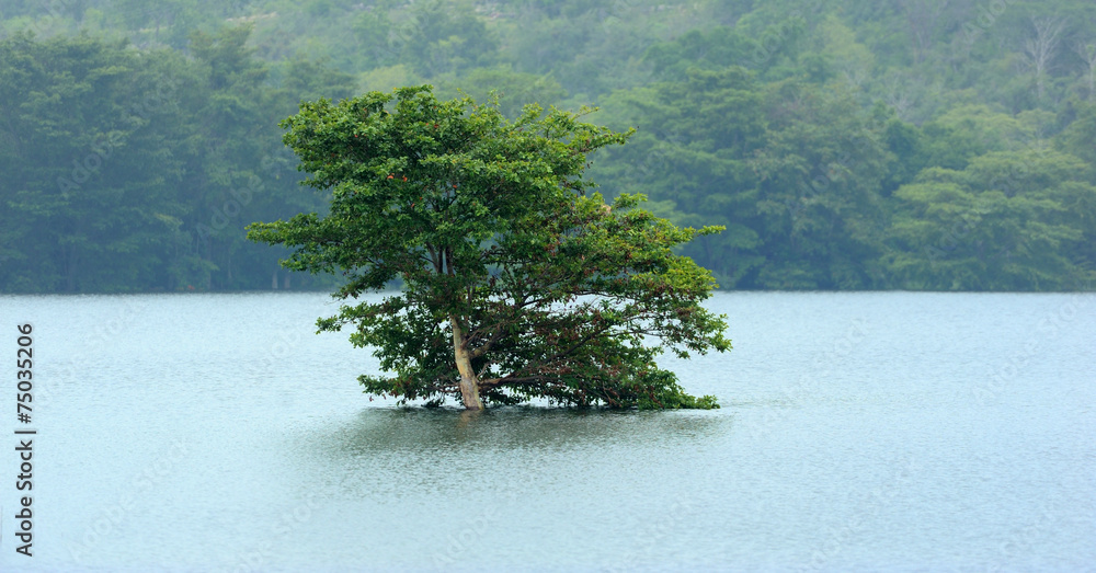 湖畔的一棵孤独的树