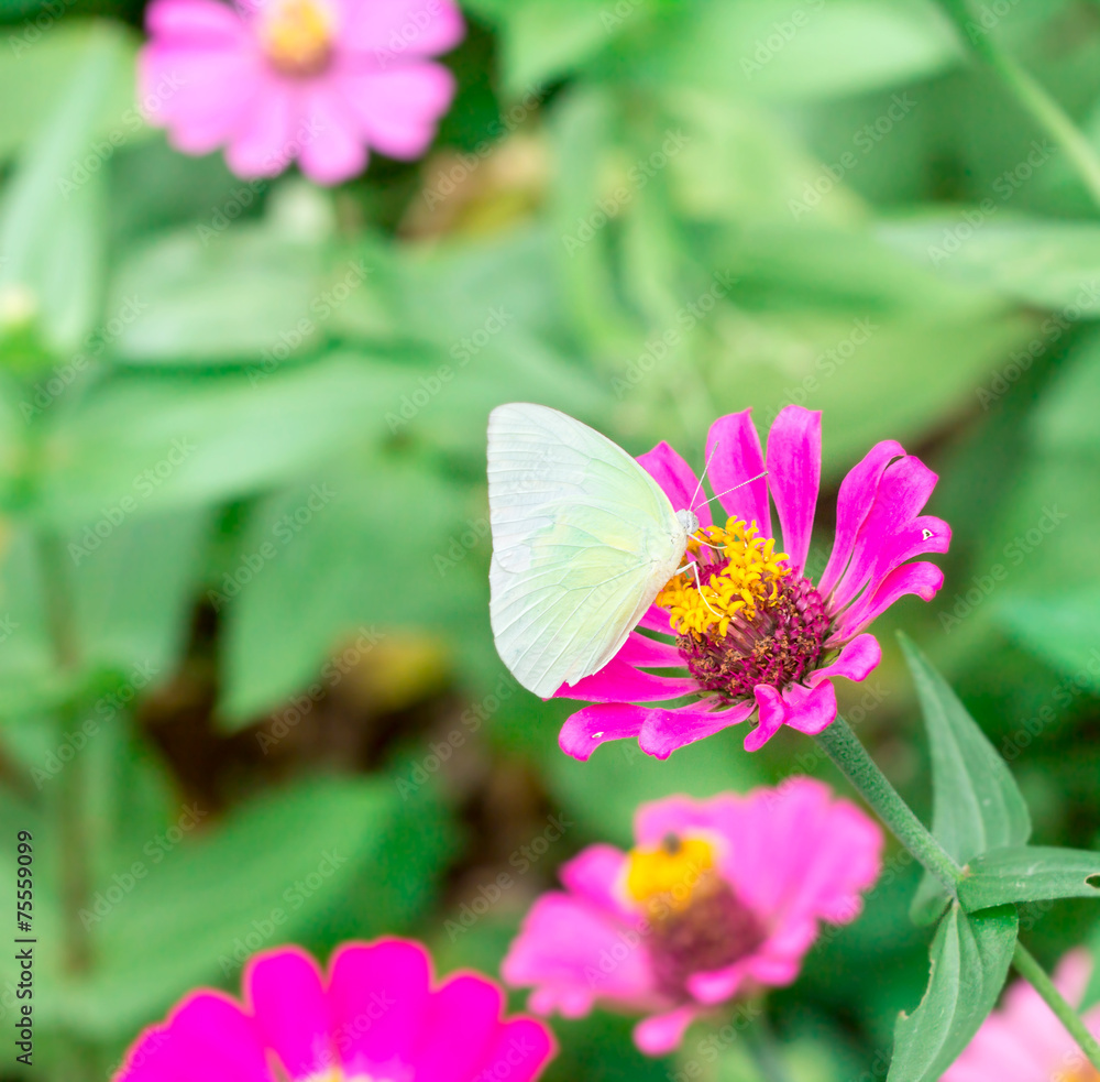 butterfly on pink flower in the garden on sunny day