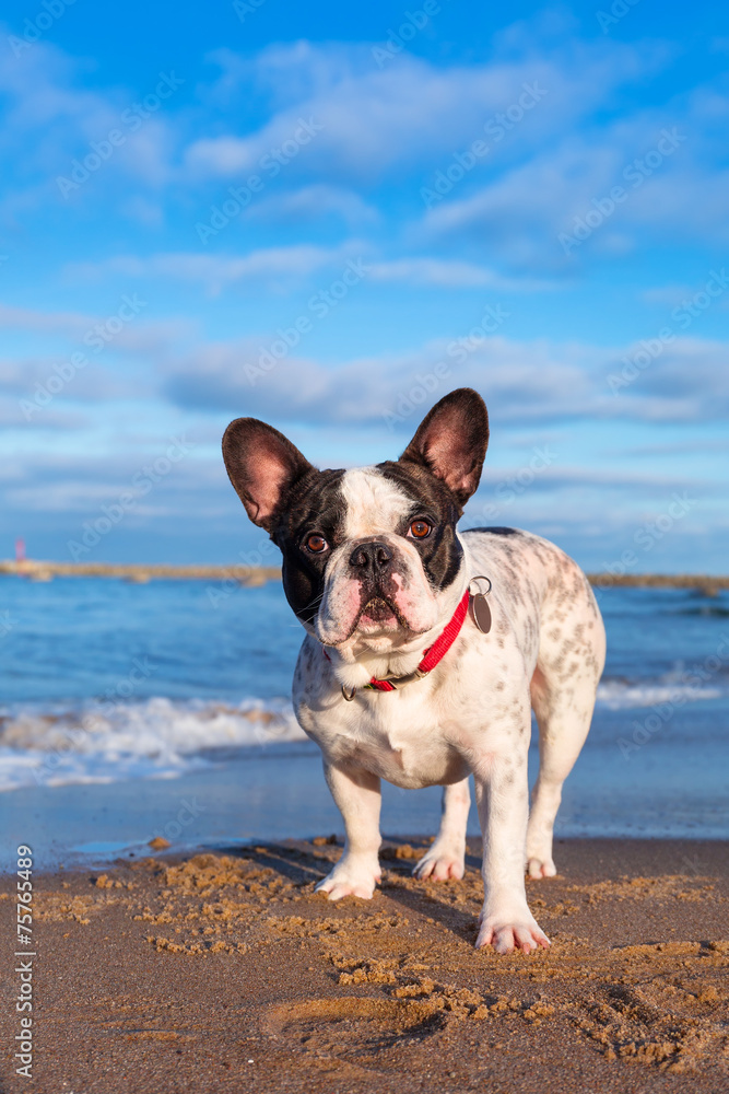 海滩上的法国斗牛犬肖像