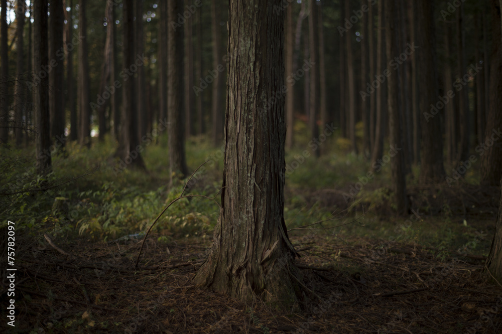 Cypress forests