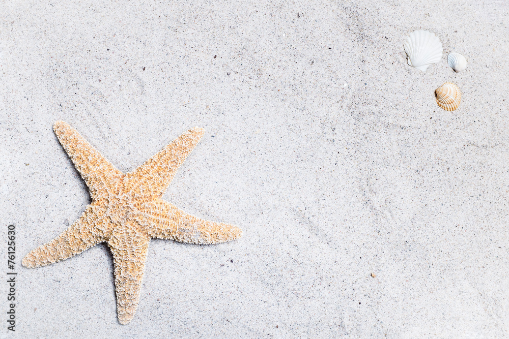 Seestern und Muscheln auf hellem Sandstrand