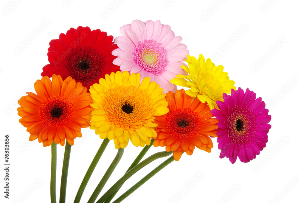 gerbera daisies