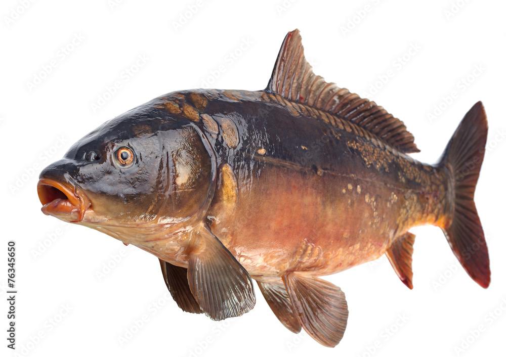 Mirror carp river fish