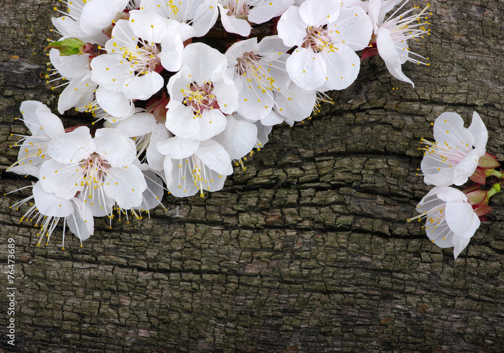 Spring  flower