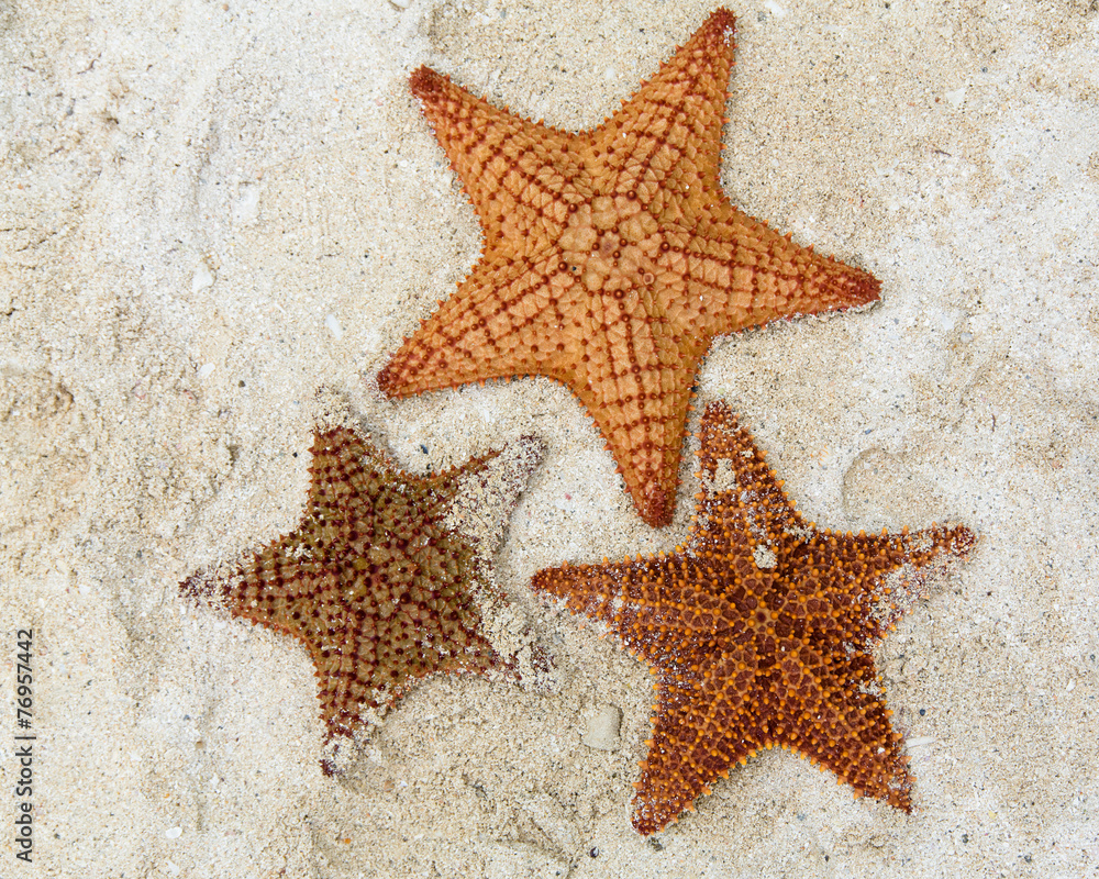 Starfish on the beach