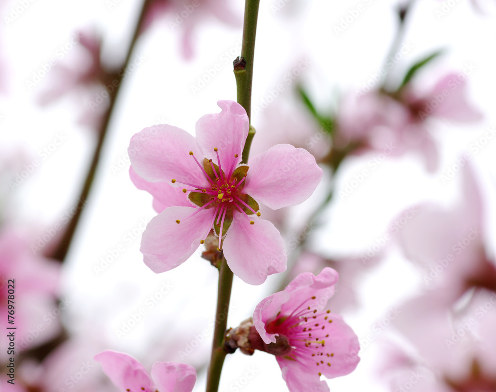 pink blossoms