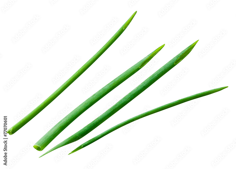 Young green onion leaves isolated on white. With clipping path