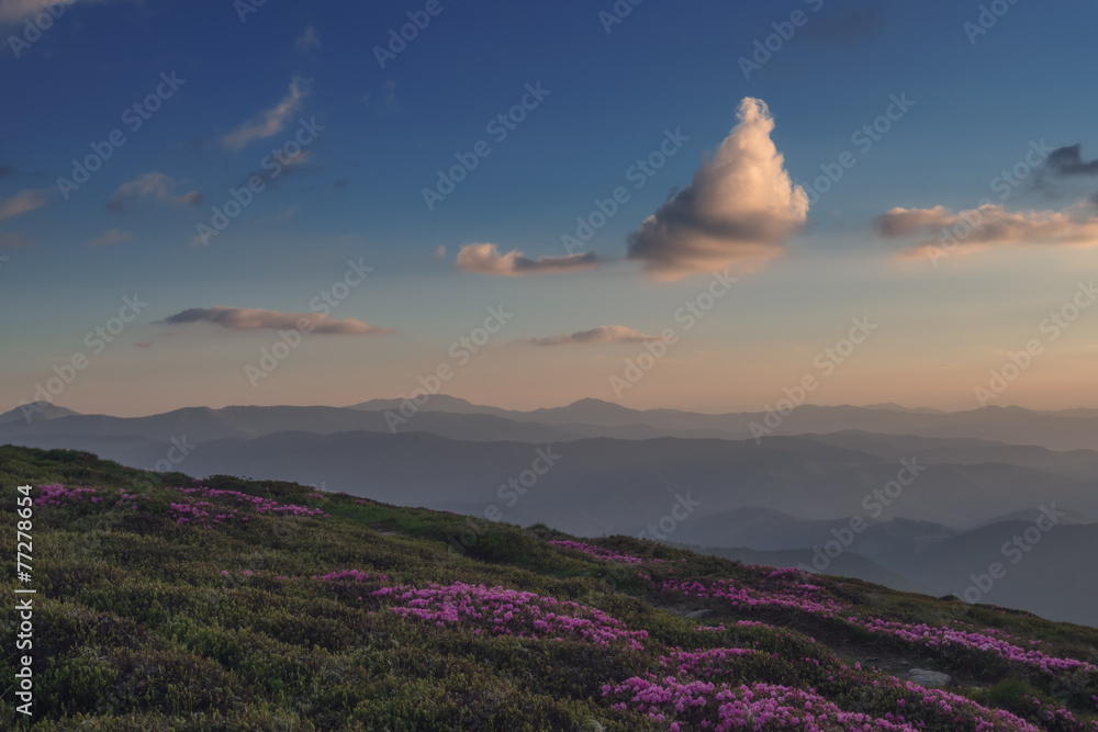 杜鹃花