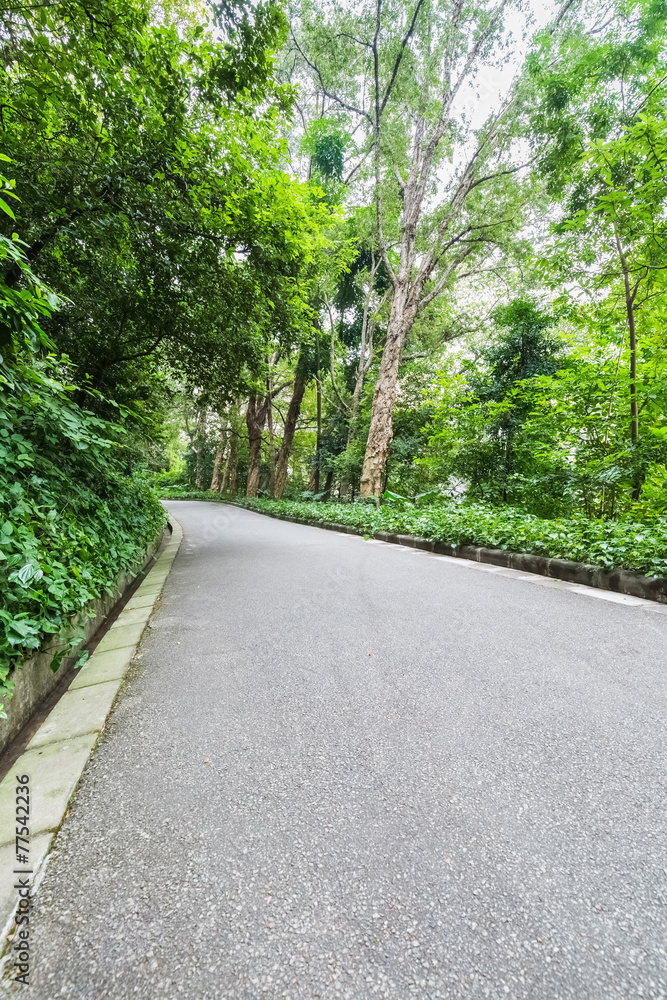 森林中的道路