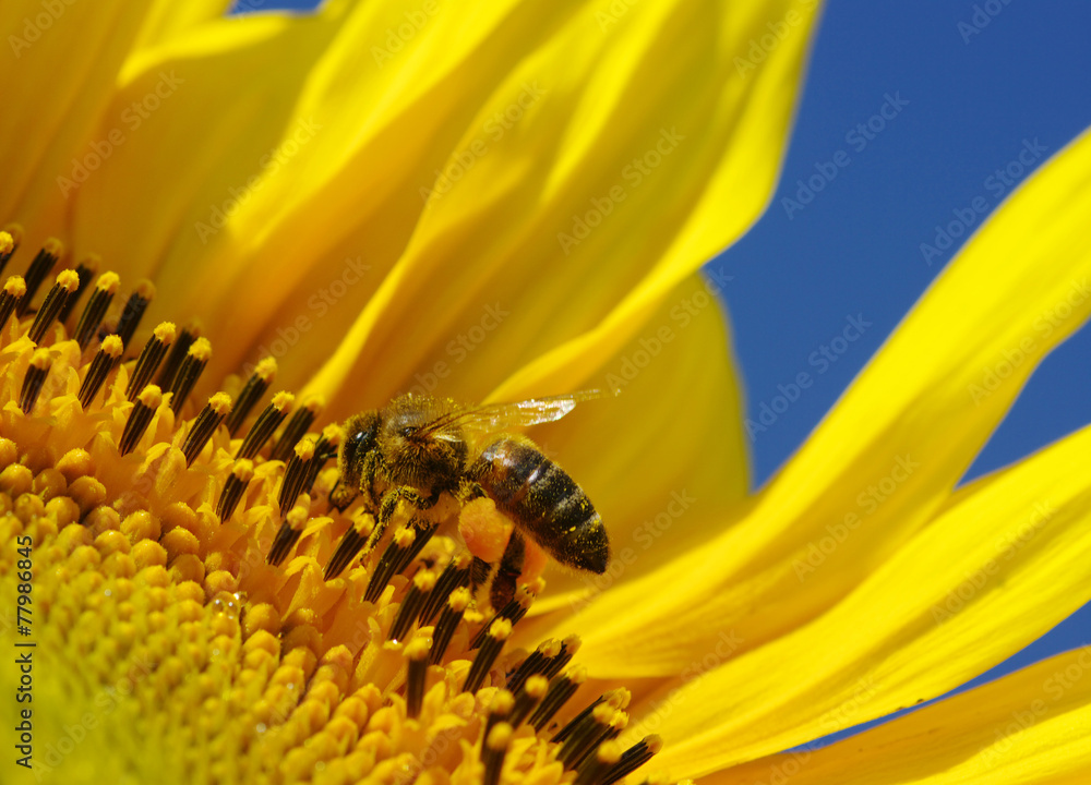 bee in the sunflower