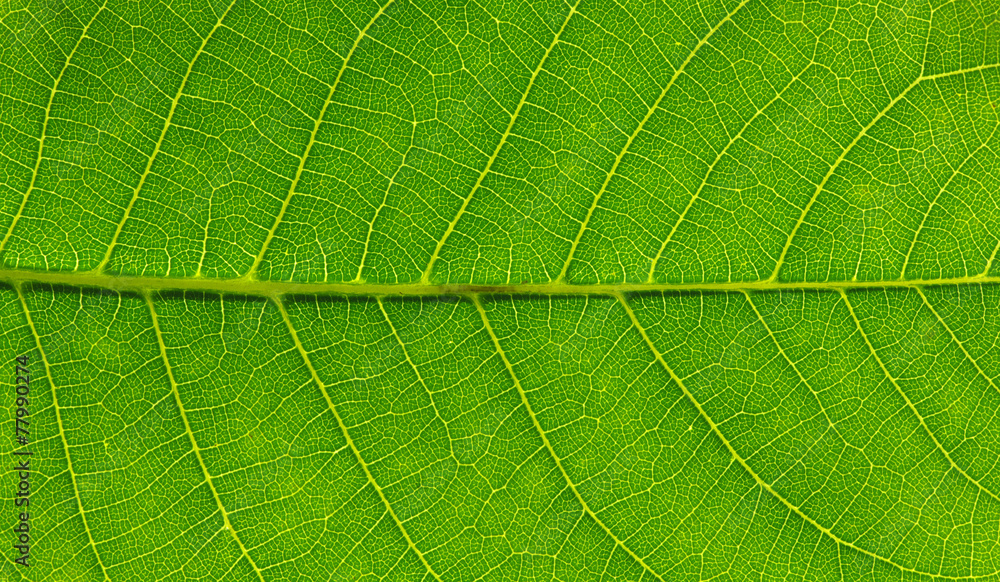 green leaf texture