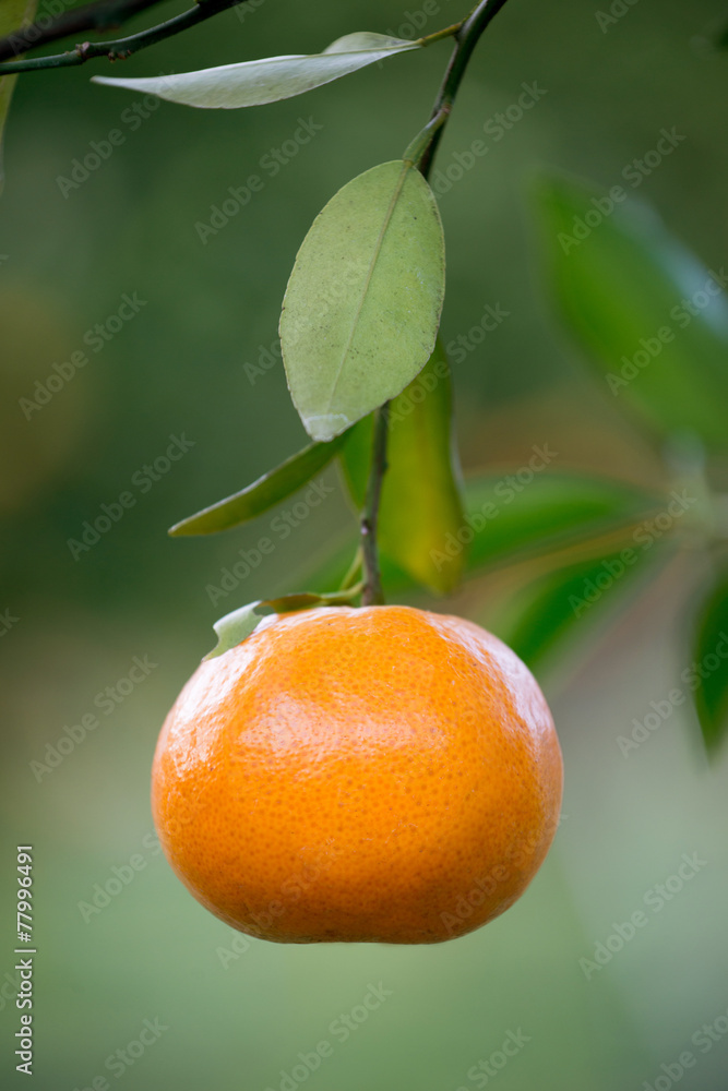 fresh orange