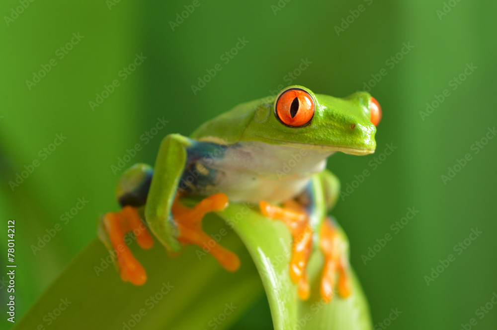 Red eyed tree frog