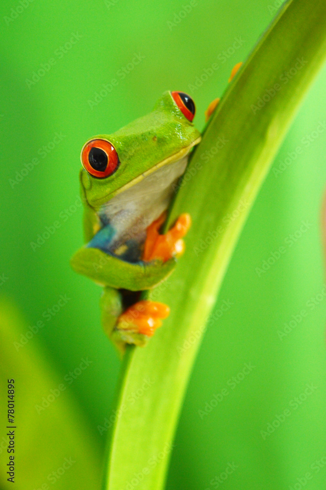 Red eyed tree frog