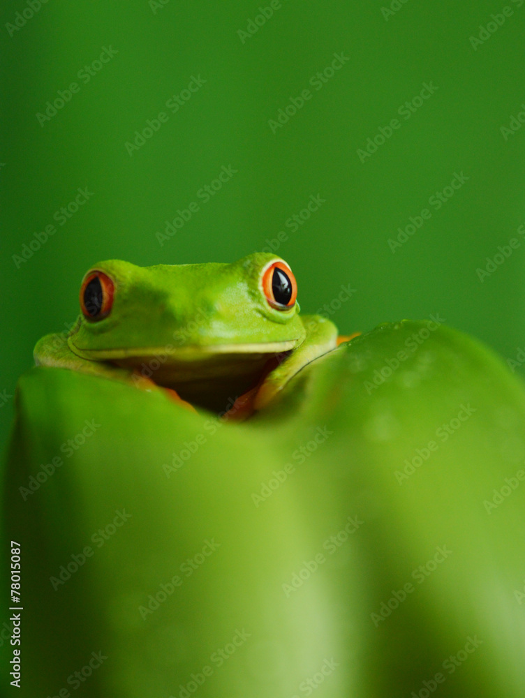 Red eyed tree frog