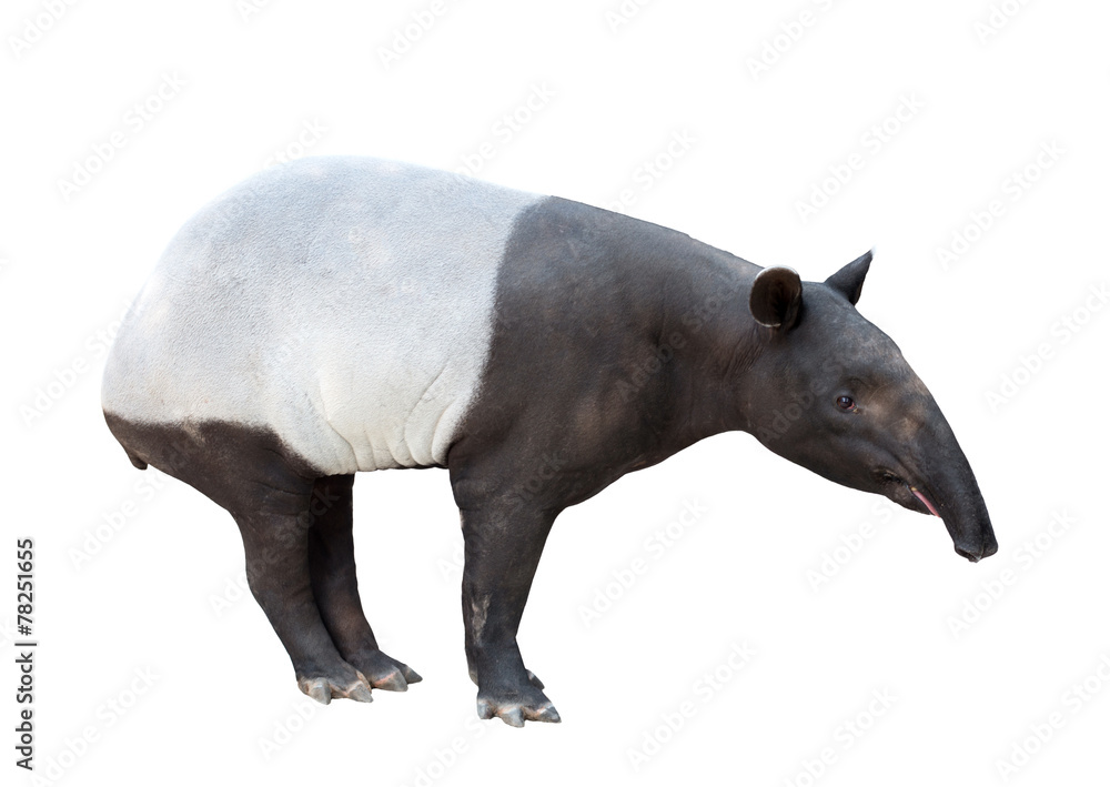 隔离的马来亚tapir或亚洲tapir