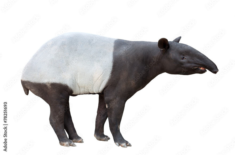 隔离的马来亚tapir或亚洲tapir