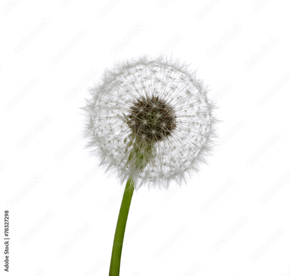 Spring dandelion