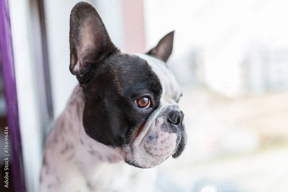 French bulldog looking through the window