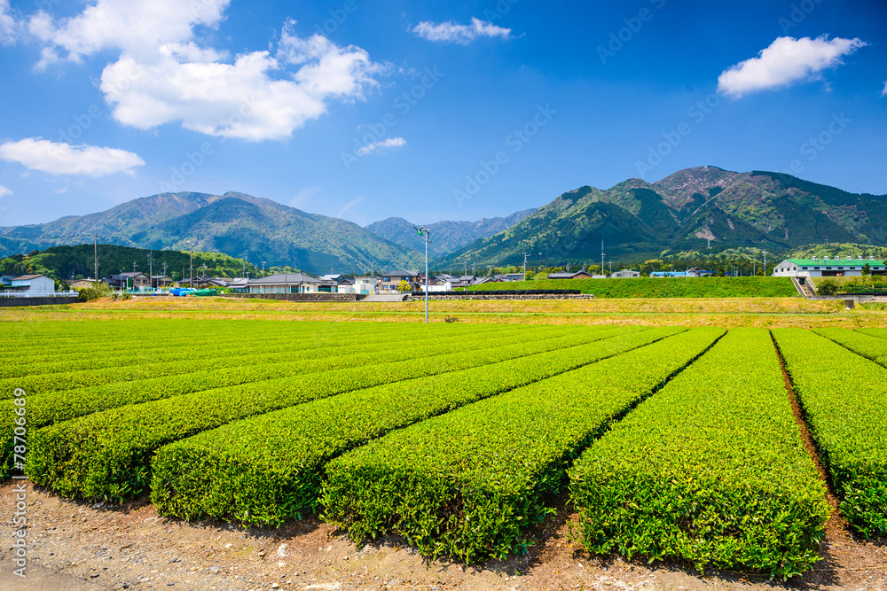 日本横滨市穗泽的茶园景观