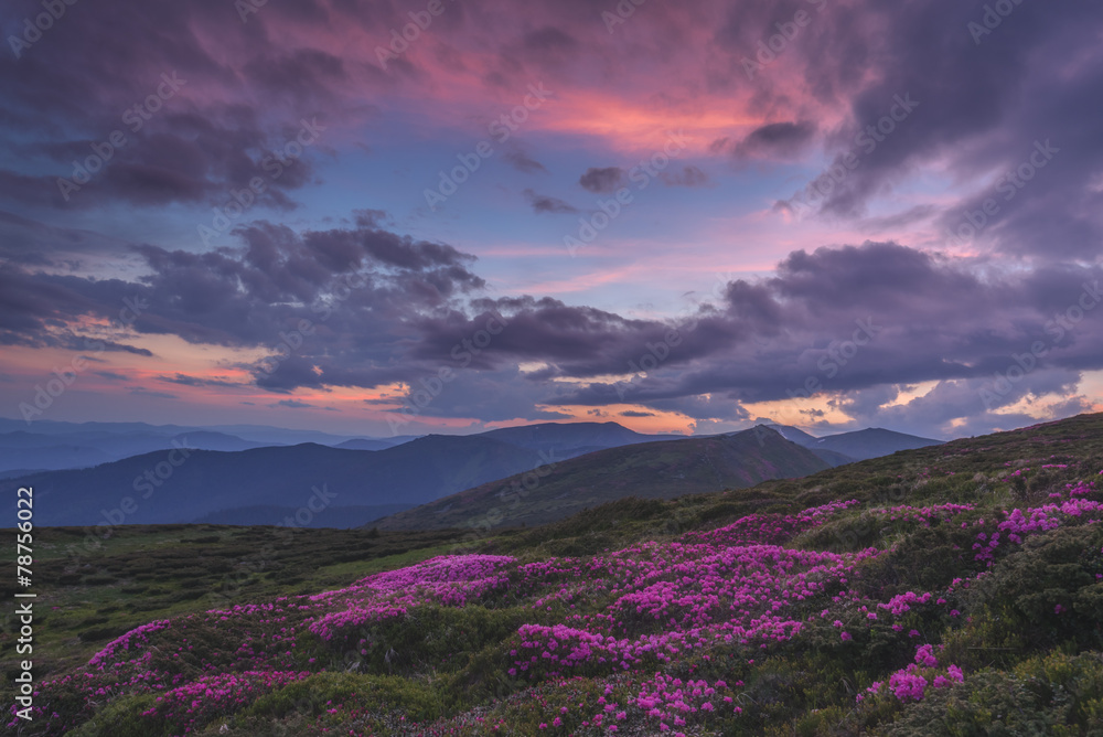 杜鹃花