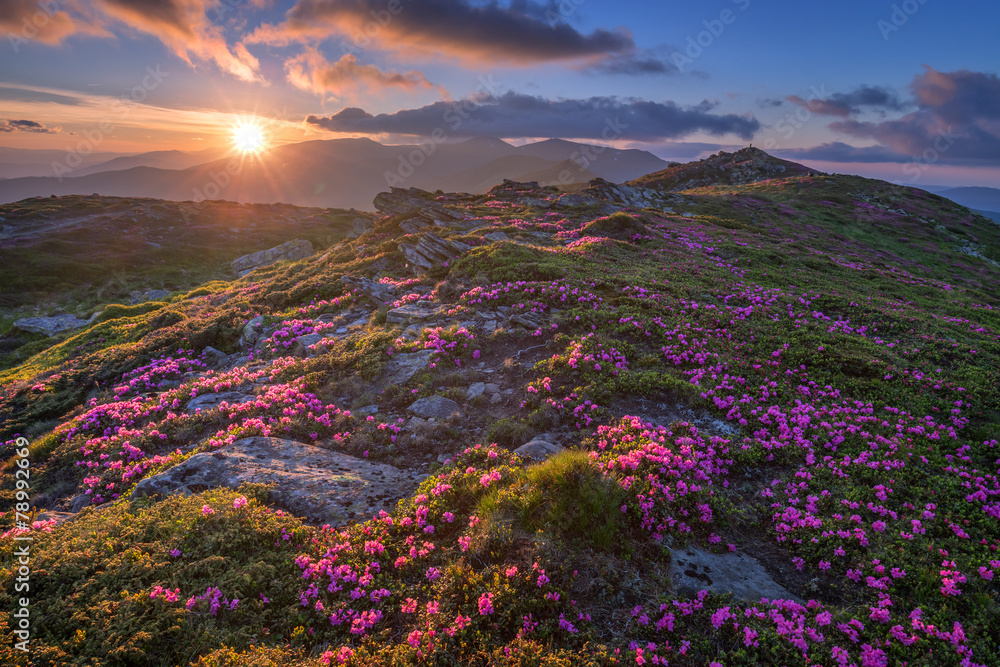 杜鹃花