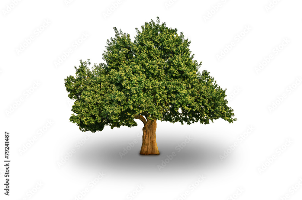 Big Tree Isolated