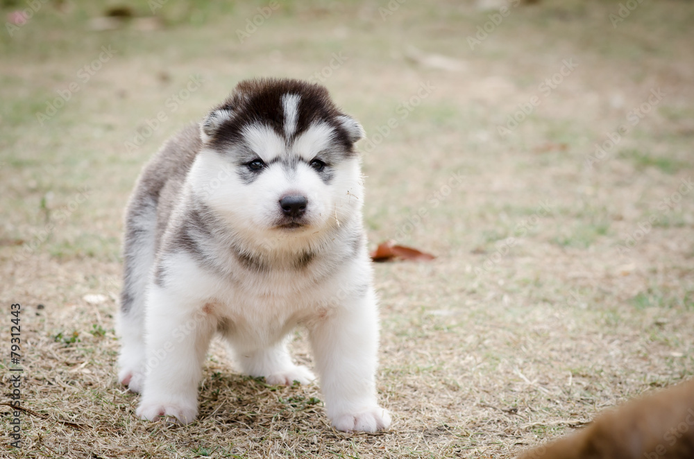 cute siberian husky puppy on green grass