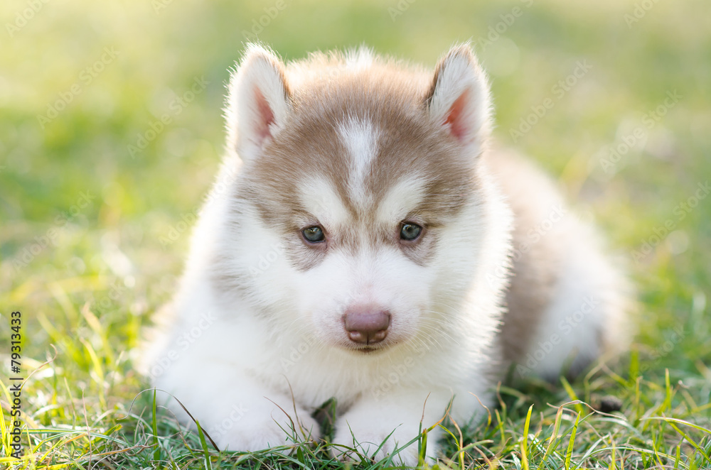 Cute siberian husky puppy on green grass