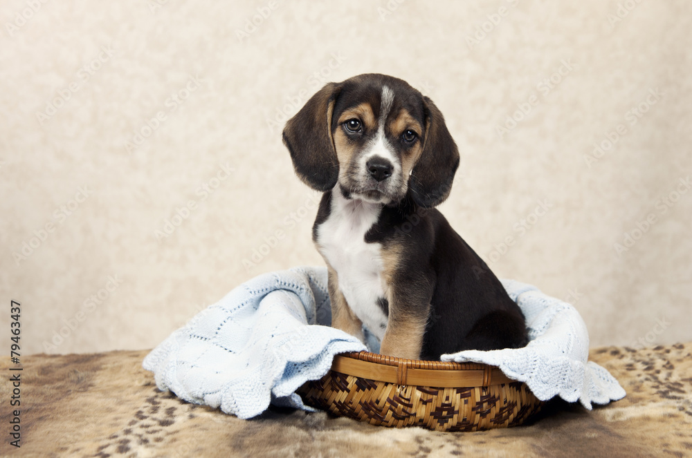 篮子里的小猎犬小狗