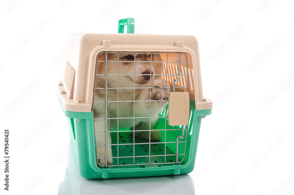 Cute siberian husky puppy in travel box