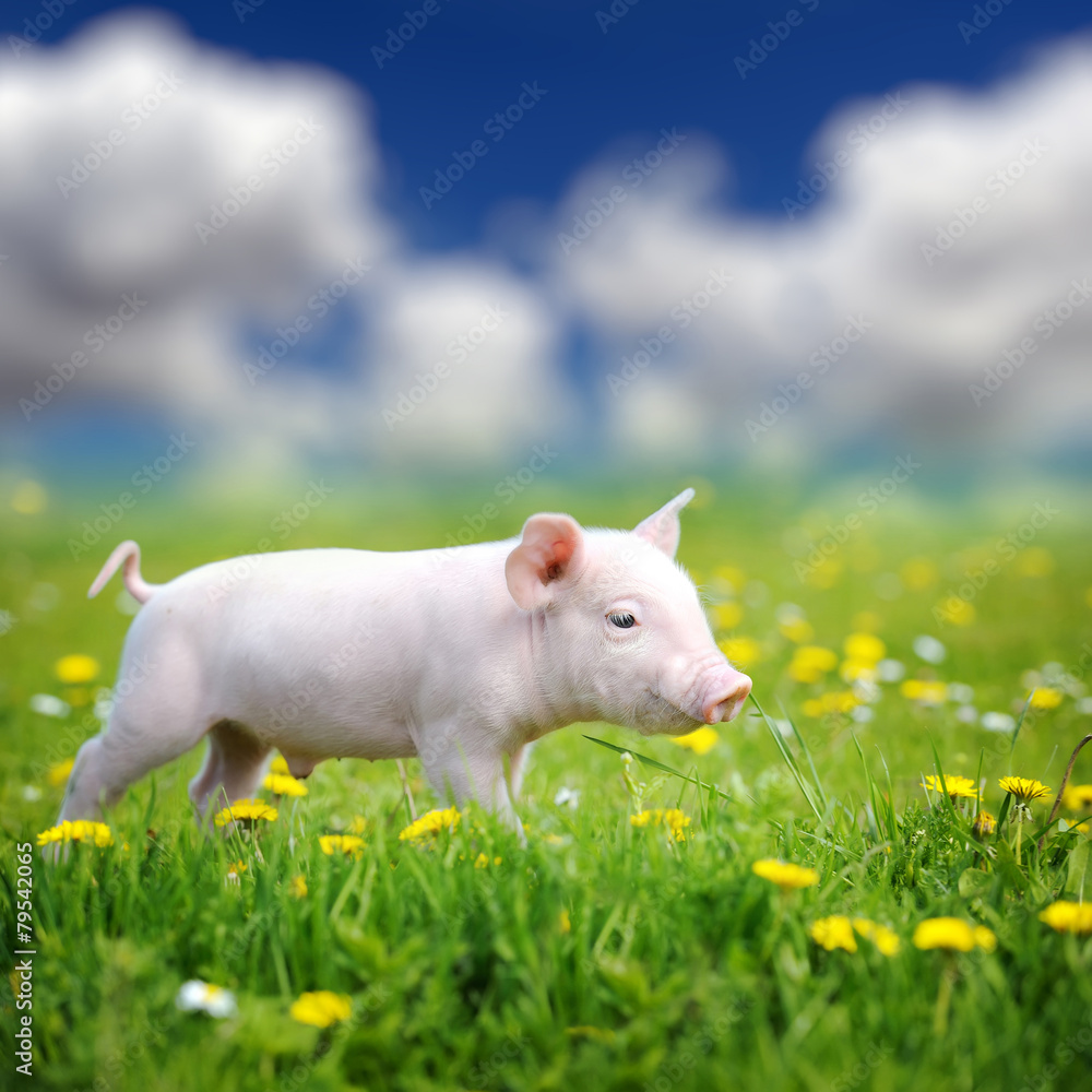 Young pig on a green grass