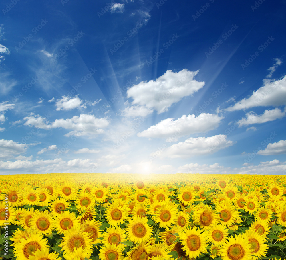 field of sunflowers