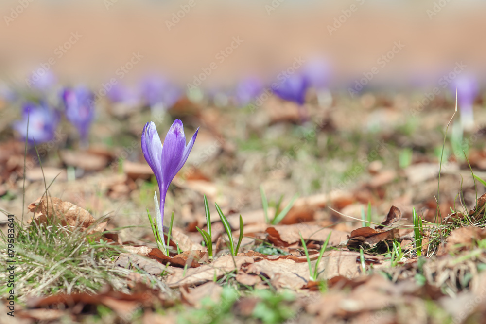 番红花